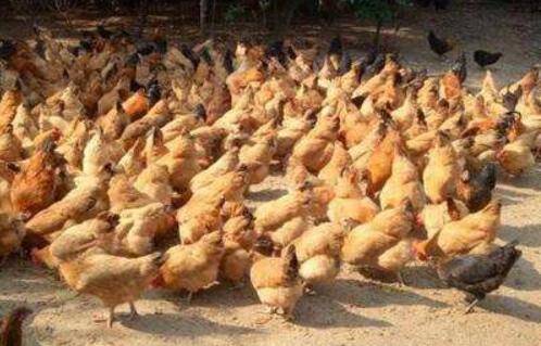 养好三黄鸡的三个条件_养鸡