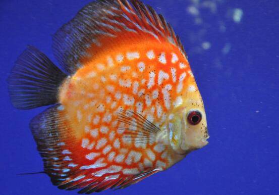 养七彩神仙鱼多观察,确保鱼儿体色与游动状态正常_养鱼