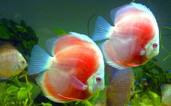 养七彩神仙鱼多观察,确保鱼儿体色与游动状态正常_养鱼