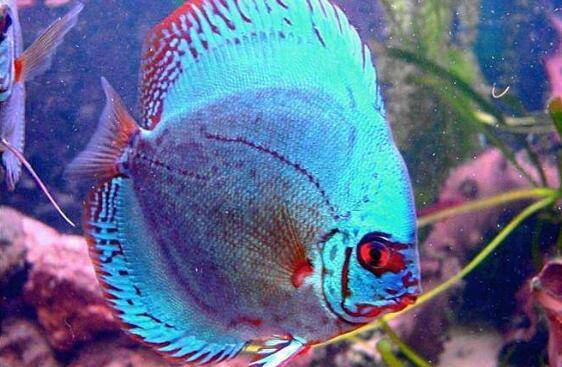 野生七彩神仙鱼的品种介绍,黑格尔七彩神仙鱼很特别_养鱼