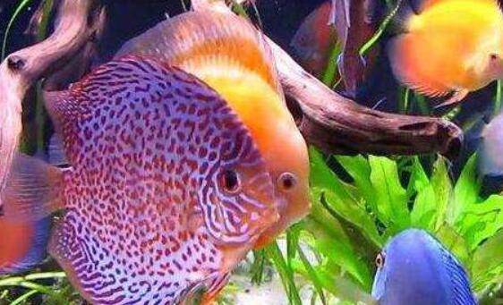 七彩神仙鱼的生活特性,七彩神仙鱼的生长特点_养鱼
