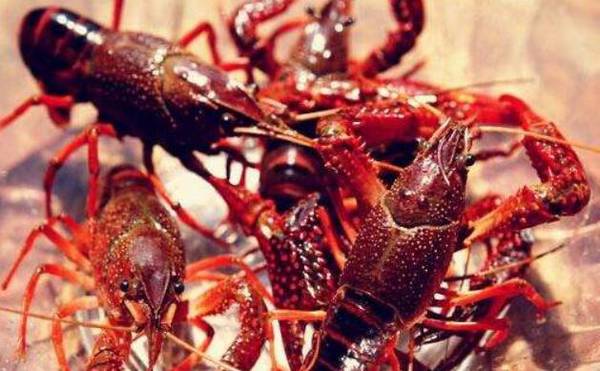 小龙虾的广栖性的特点_养虾