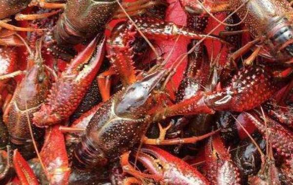 小龙虾的格斗性_养虾