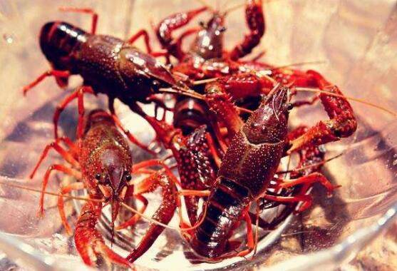 小龙虾的喜温特性_养虾