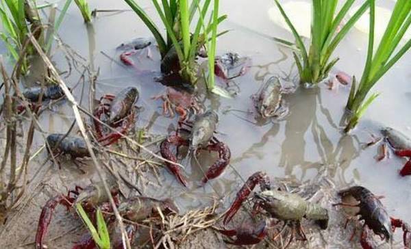 小龙虾的穴居习性_养虾