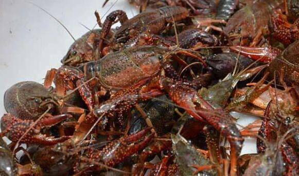 小龙虾怎么喂,小龙虾喂食的四个要点_养虾