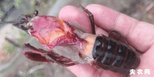 小龙虾偷死症的症状,小龙虾偷死症的防治方法_养虾