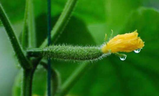 黄瓜整个生长期对温度的要求_蔬菜种植