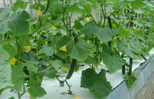 黄瓜对温度条件的要求_蔬菜种植