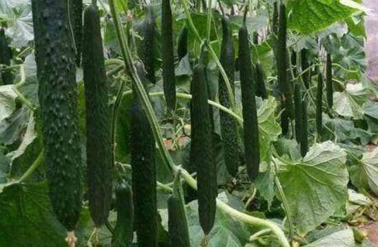 黄瓜整个生长期对温度的要求_蔬菜种植