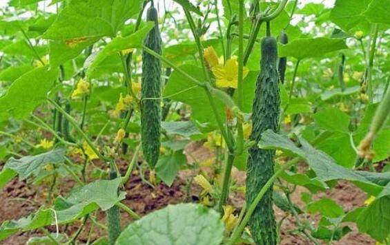 减少黄瓜低温伤害的几种方法_蔬菜种植