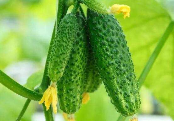 种植黄瓜时对水分的要求_蔬菜种植