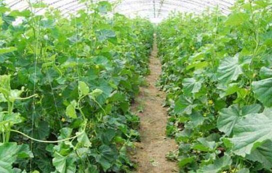 大棚黄瓜高温危害的几项预防措施_蔬菜种植