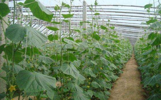 大棚黄瓜低温障碍的症状有哪些_蔬菜种植