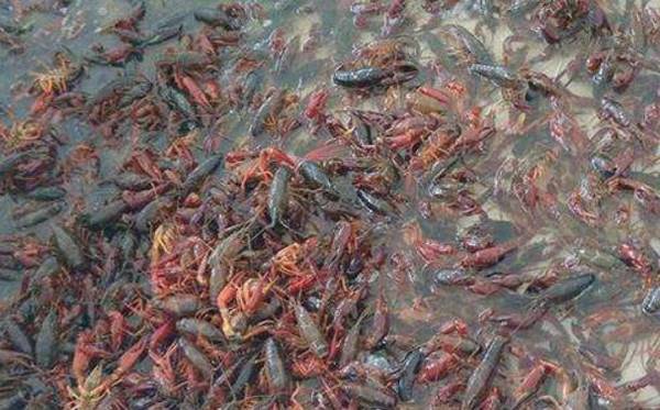 冬季养小龙虾的保暖问题_养虾