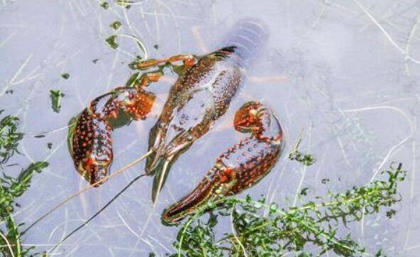 小龙虾养殖的四项保暖措施_养虾