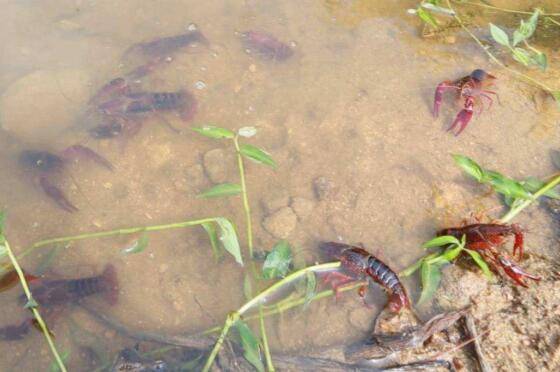 小龙虾放养前的几点注意事项_养虾