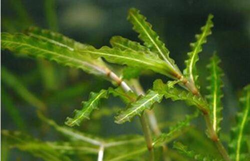 养小龙虾常用水草饲料的种植方法_养虾