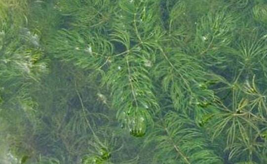 养小龙虾常用水草饲料的种植方法_养虾