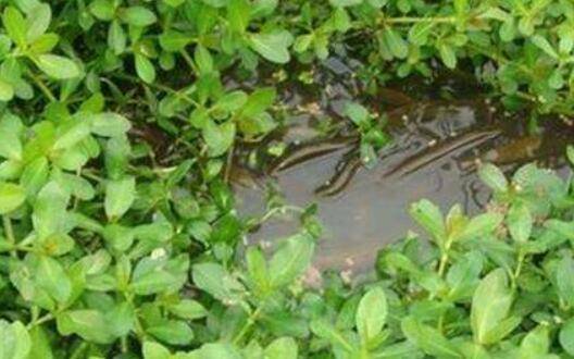 养小龙虾常用水草饲料的种植方法_养虾