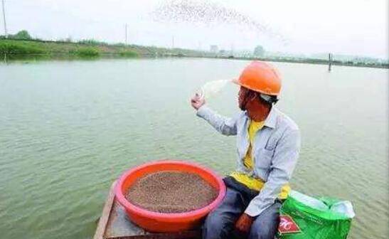 小龙虾怎么投喂饲料,给小龙虾投喂饲料的方法_养虾