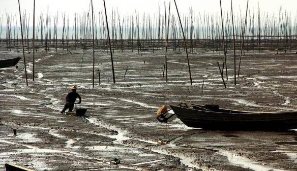 大水面(滩涂)养殖小龙虾的模式_养虾