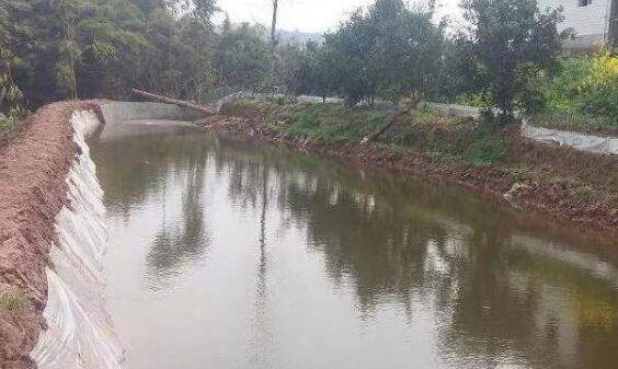 池塘怎么养小龙虾,池塘养虾技术有哪些_养虾