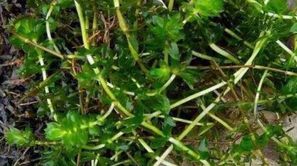 养小龙虾种植水草失败的原因分析_养虾