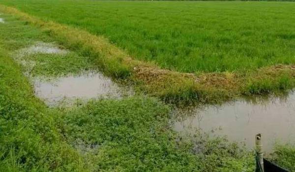 在塘口繁育小龙虾虾苗的方法_养虾