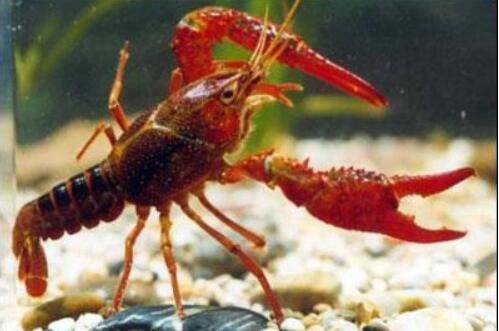 井水能不能养殖小龙虾吗?_养虾