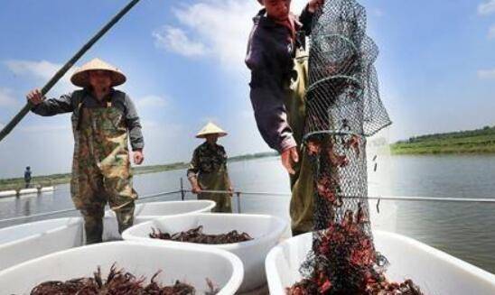 小龙虾放苗前的准备工作_养虾