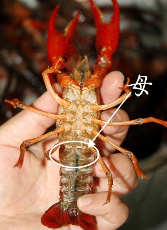 小龙虾判断雌雄(公母)的方法_养虾