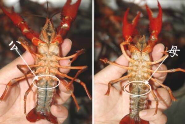 小龙虾判断雌雄(公母)的方法_养虾