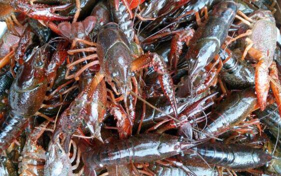 冬季养小龙虾的越冬池条件_养虾