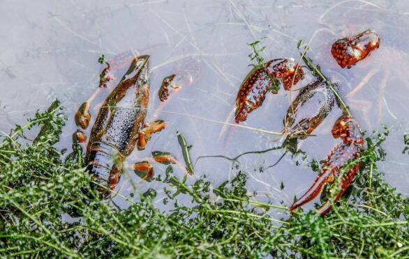 淡水养小龙虾怎么才赚钱,抓住三点,养小龙虾赚大钱_养虾