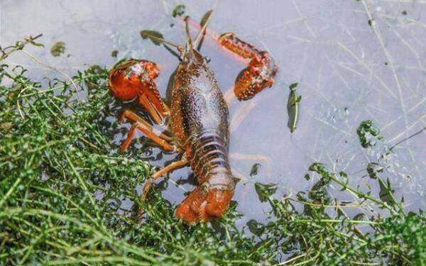 冬季养小龙虾的越冬池条件_养虾