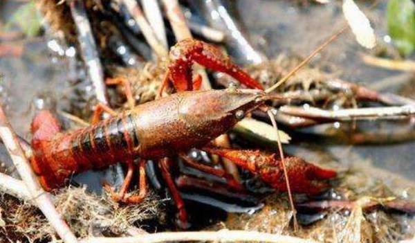 小龙虾蜕壳的四个阶段,顺利蜕壳才能快速成长_养虾