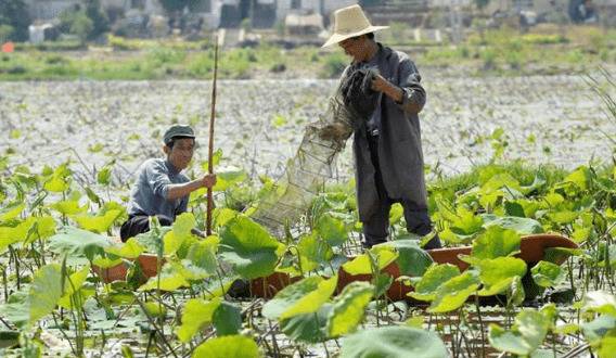 冬季养小龙虾的亲虾放养_养虾