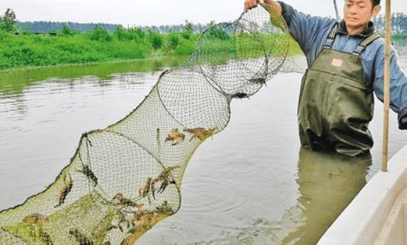 小龙虾怎么养才会成功,掌握好这四点,小龙虾越养越好_养虾