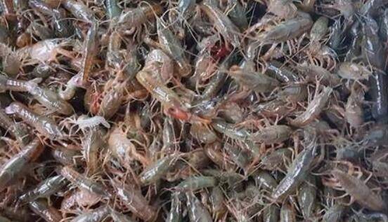 小龙虾放苗后出现大量死亡的原因_养虾