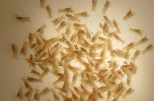 怎么提高小龙虾苗存活率,三大措施保存活率稳步上升_养虾