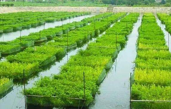 鱼虾混养:在池塘中混养小龙虾与夏花鱼_养虾