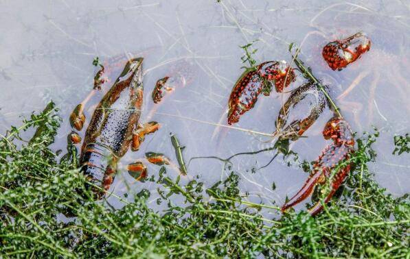 池塘养小龙虾对土壤与底泥的要求_养虾