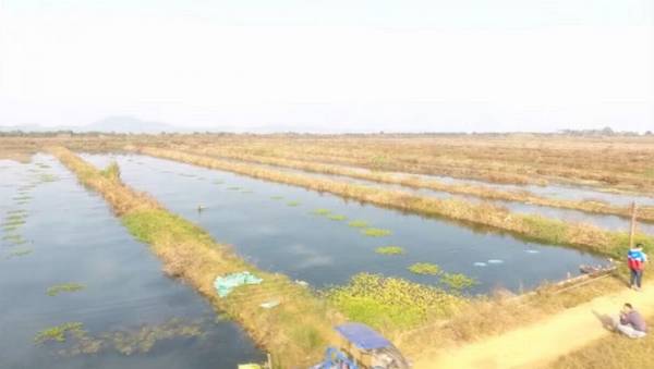 小龙虾池塘怎么选址,小龙虾池塘选址的五大要求_养虾