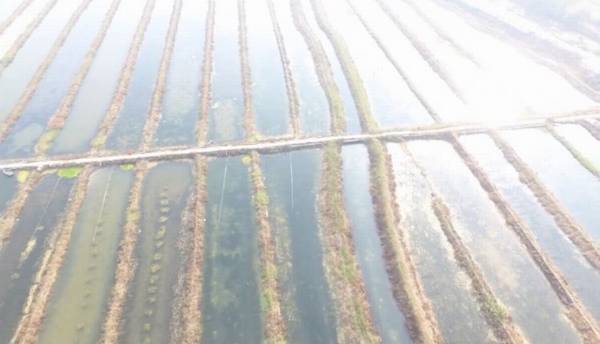 小龙虾池塘怎么选址,小龙虾池塘选址的五大要求_养虾