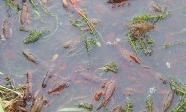 小龙虾池塘的三种消毒方法_养虾