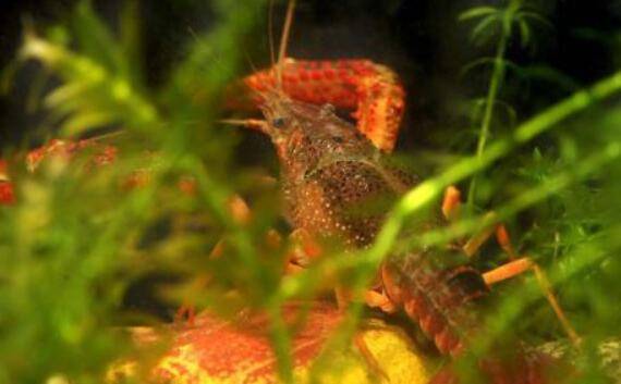 小龙虾池塘为什么种水草,小龙虾池塘种水草的作用_养虾