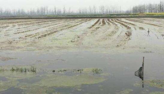 小龙虾池塘中青苔大量繁殖的原因,青苔的危害及处理办法_养虾