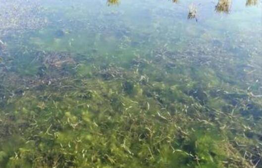 小龙虾池塘中青苔的危害,养小龙虾青苔的处理方法_养虾