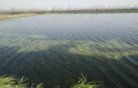 养小龙虾青苔太多的处理建议_养虾